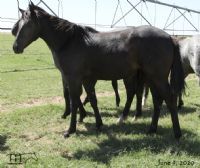 Azuls Bonita Amiga Filly 2019 Filly